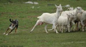 Be My Lord Nelson of Flying Heartbreakers