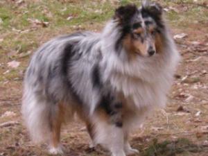 AYRON BLUE z Černé hlásky