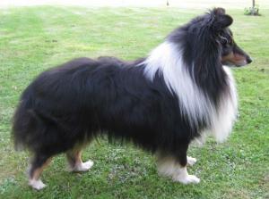 BARON BATTY Fort Fox