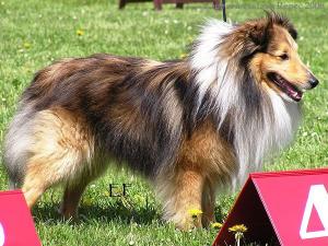 BEENGY Stříbrné doly