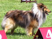 BEENGY Stříbrné doly