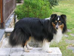 Beris Black od Růžové vily