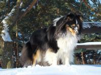 Beris Black od Růžové vily