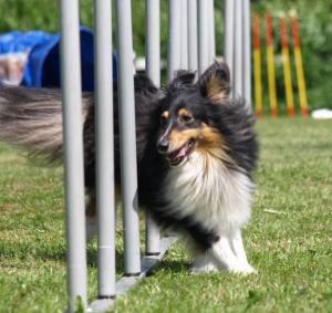 BET ON ME, JAMIE! Tantum Auri