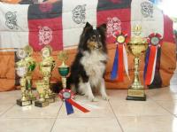 BET ON ME, JAMIE! Tantum Auri