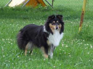 Bibien Manepo Ideál