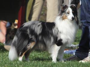 BILLY SHANDY Balambi