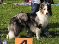 BILLY SHANDY Balambi