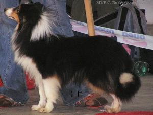 Black Angus junior o'the Highlands