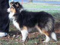 Black Angus junior o'the Highlands