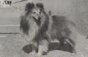 BLESK Šumavská romance CS