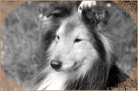 BLESK Šumavská romance CS