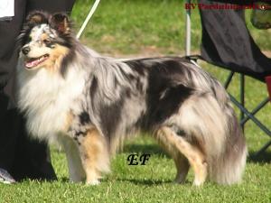 BLUE BOY od Kamenité říčky