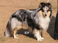 BLUE BOY od Kamenité říčky