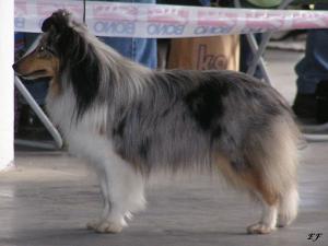 Blue Yoga Girl o'the Highlands