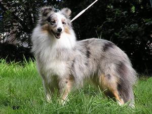 Blueberry Shandy Balambi