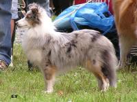 Blueberry Shandy Balambi