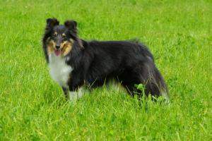 Bomber Brigite Koryfej