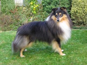 BRAVO od Kamenité říčky