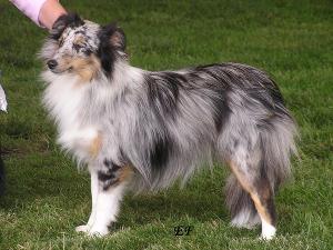 BUBU BLUE JENIFFER z Heřmanova dvora