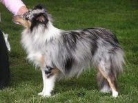 BUBU BLUE JENIFFER z Heřmanova dvora