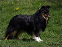 BUGABOO the Little Bodyguard