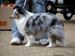 Butterfly z Heřmanova dvora