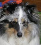 Butterfly z Heřmanova dvora