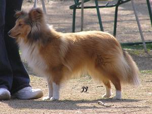 CALAMITY GOLD Ria-Henria