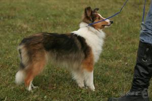 CAROLINE ze Zlaté hvězdy