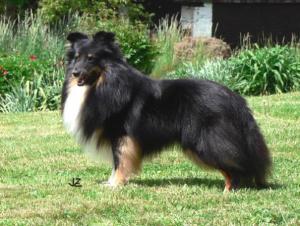 Cedrik z Dřevěné chaloupky