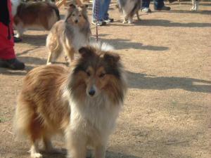 Cinderella ze Souhvězdí Orionu