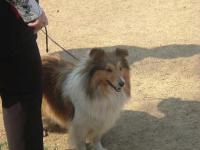 Cinderella ze Souhvězdí Orionu