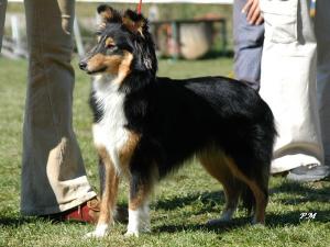 CIRITH z Lorienu Moravia