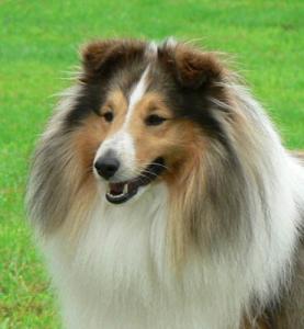 CITAR GOLD Pístovický rybník