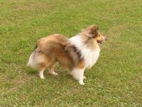 CITAR GOLD Pístovický rybník