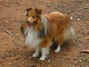 CITRUS BE LUCKY Divoký sen