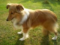 CITRUS BE LUCKY Divoký sen