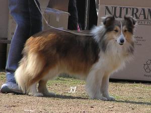 COMTESSA ze Souhvězdí Orionu