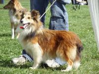 COMTESSA ze Souhvězdí Orionu