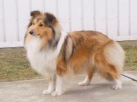 Connie Manepo Ideál