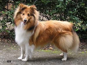 CORK CENTAURI Fort Fox