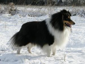 Cornet Black od Belinky