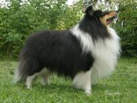 Cornet Black od Belinky