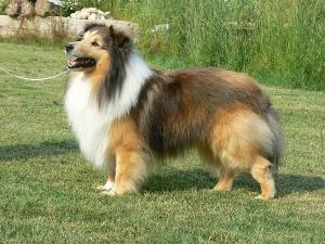 Craven ze Skalní vyhlídky