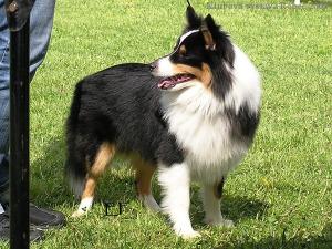 CRISPY BLACK od Růžové vily