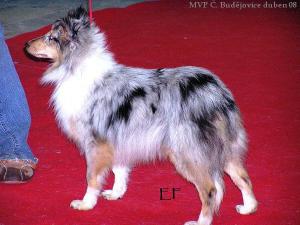 DAILLA z Vesničky u hranic