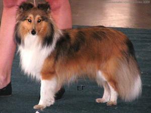 DANTE z Černé hlásky