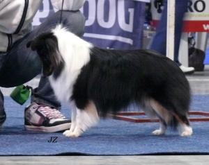 DAPHNE ze Zlaté hvězdy