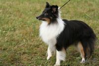 DAPHNE ze Zlaté hvězdy